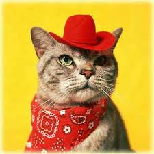 cowboy kitty.jpg