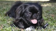 Gizmo.jpg