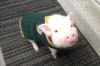 Charlie Packers.JPG